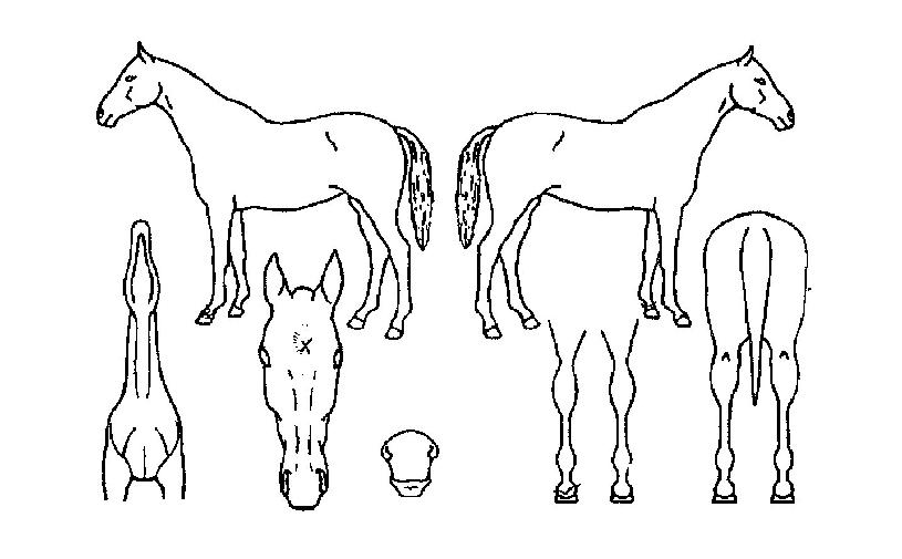 �����屺�� ����,���,�޸�,�λ�,�ٸ��� Ư¡����