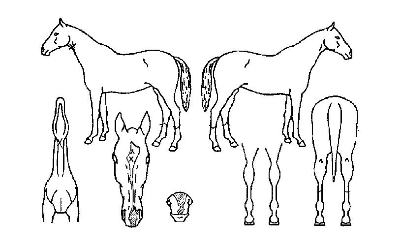 �������� ����,���,�޸�,�λ�,�ٸ��� Ư¡����