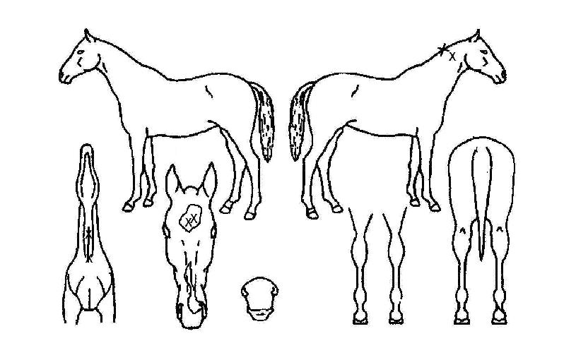 ����Ű��ǳ�� ����,���,�޸�,�λ�,�ٸ��� Ư¡����