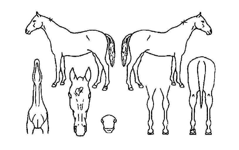 �̶�Ŭŷ�� ����,���,�޸�,�λ�,�ٸ��� Ư¡����