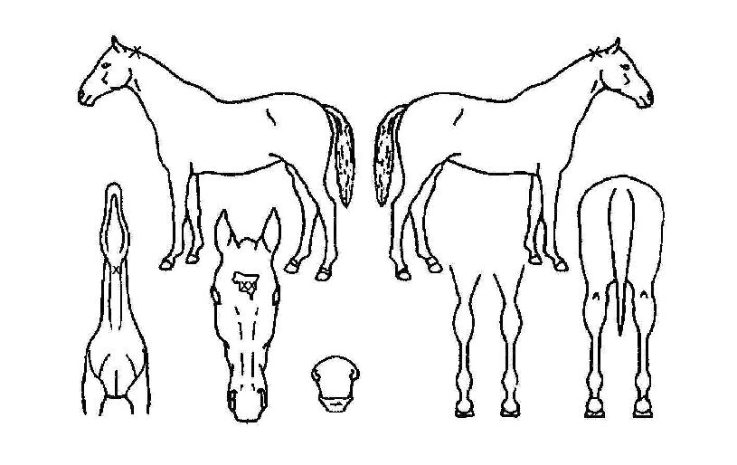 �۷ι������� ����,���,�޸�,�λ�,�ٸ��� Ư¡����