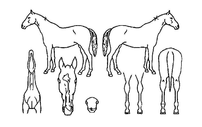 À¯¼ºÈ£ÇÁÀÇ Ãø¸é,¿ì¸é,µÞ¸é,µÎ»ó,´Ù¸®ÀÇ Æ¯Â¡µµÇØ