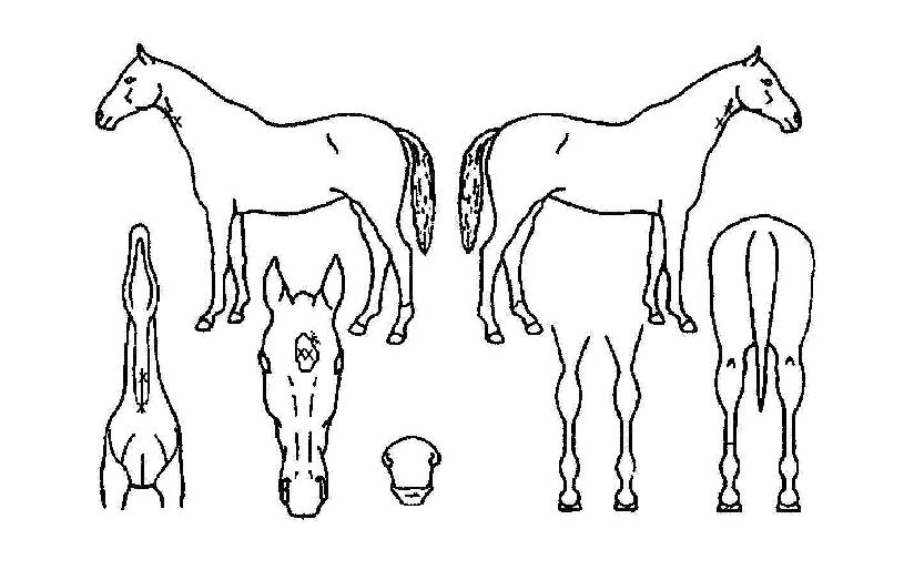 ������ĸƾ�� ����,���,�޸�,�λ�,�ٸ��� Ư¡����