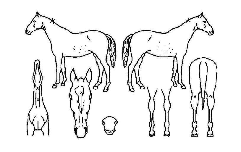 ÆÓ¸®½ºÄ«ÀÇ Ãø¸é,¿ì¸é,µÞ¸é,µÎ»ó,´Ù¸®ÀÇ Æ¯Â¡µµÇØ