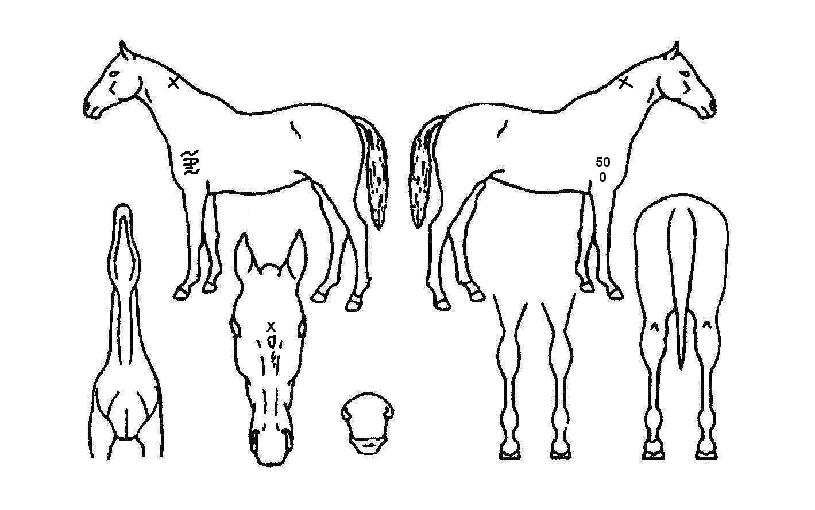 Ŭ������ ����,���,�޸�,�λ�,�ٸ��� Ư¡����