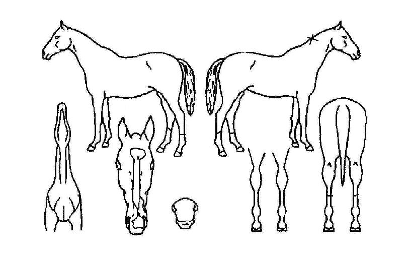 ¾ÆÀ̵ðÀÌõÀÇ Ãø¸é,¿ì¸é,µÞ¸é,µÎ»ó,´Ù¸®ÀÇ Æ¯Â¡µµÇØ