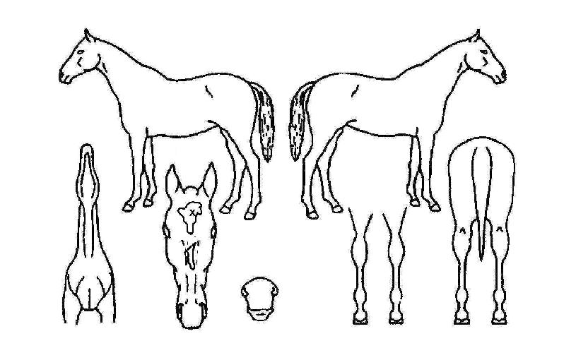 Ã»ÇØÆ÷±¸ÀÇ Ãø¸é,¿ì¸é,µÞ¸é,µÎ»ó,´Ù¸®ÀÇ Æ¯Â¡µµÇØ