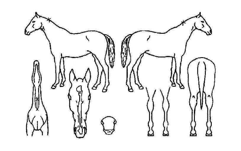 ½Ã³×Äâ³íÀÇ Ãø¸é,¿ì¸é,µÞ¸é,µÎ»ó,´Ù¸®ÀÇ Æ¯Â¡µµÇØ