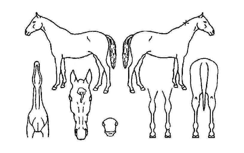 ¾ðºñÅͺíÀÇ Ãø¸é,¿ì¸é,µÞ¸é,µÎ»ó,´Ù¸®ÀÇ Æ¯Â¡µµÇØ