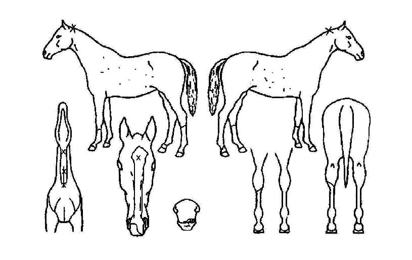 Çì¹ÙÀÇ Ãø¸é,¿ì¸é,µÞ¸é,µÎ»ó,´Ù¸®ÀÇ Æ¯Â¡µµÇØ