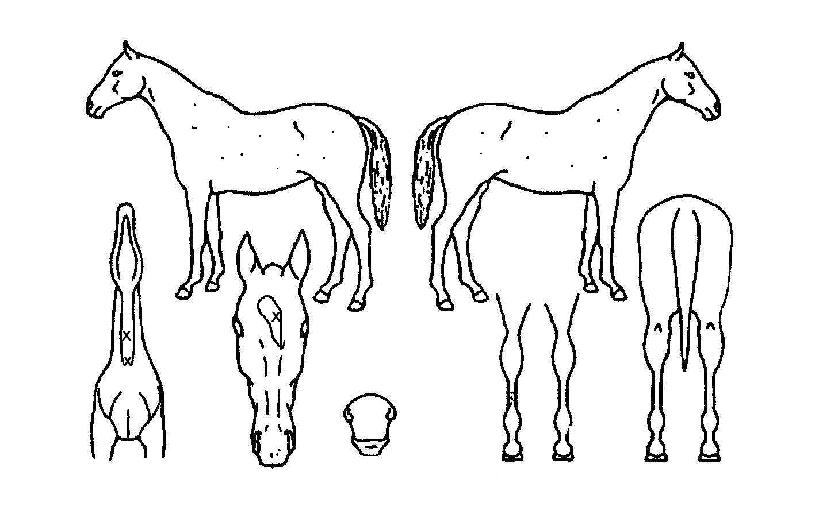 ¿ì·¹°°ÀÌÀÇ Ãø¸é,¿ì¸é,µÞ¸é,µÎ»ó,´Ù¸®ÀÇ Æ¯Â¡µµÇØ