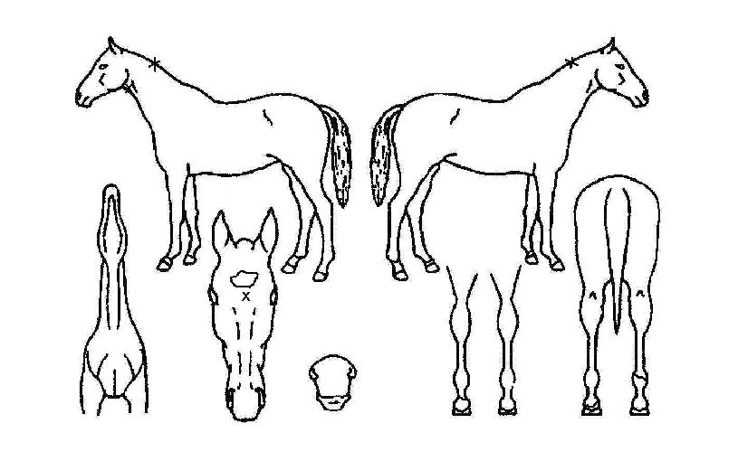 ÄÁÄ¿¸µ´õÀ©ÀÇ Ãø¸é,¿ì¸é,µÞ¸é,µÎ»ó,´Ù¸®ÀÇ Æ¯Â¡µµÇØ