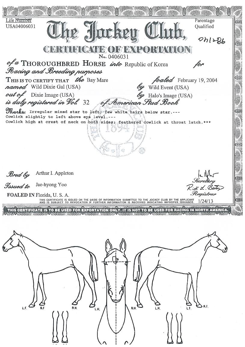 ¿ÍÀϵåµñ½Ã°¶ÀÇ Ãø¸é,¿ì¸é,µÞ¸é,µÎ»ó,´Ù¸®ÀÇ Æ¯Â¡µµÇØ