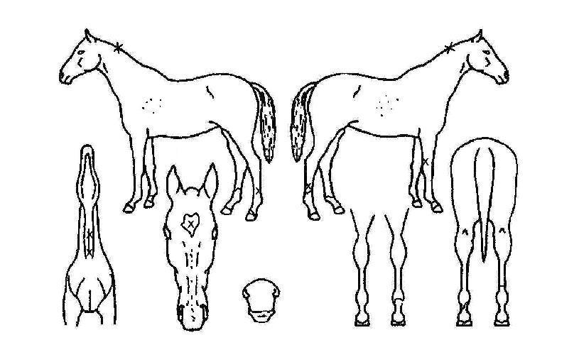 ´ÙÀ̳ª¹ÍÁúÁÖÀÇ Ãø¸é,¿ì¸é,µÞ¸é,µÎ»ó,´Ù¸®ÀÇ Æ¯Â¡µµÇØ