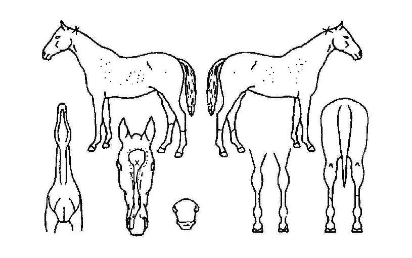 Ÿ�ӷ��ڵ��� ����,���,�޸�,�λ�,�ٸ��� Ư¡����