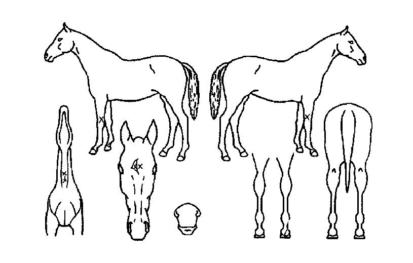 ½É¹ÙÀÇ Ãø¸é,¿ì¸é,µÞ¸é,µÎ»ó,´Ù¸®ÀÇ Æ¯Â¡µµÇØ