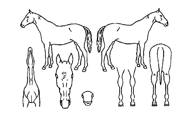 µñ½Ã¾îµ·ÀÇ Ãø¸é,¿ì¸é,µÞ¸é,µÎ»ó,´Ù¸®ÀÇ Æ¯Â¡µµÇØ