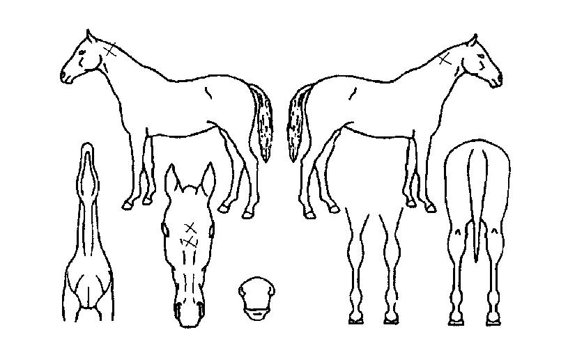 °ÈÀǺ°ÀÇ Ãø¸é,¿ì¸é,µÞ¸é,µÎ»ó,´Ù¸®ÀÇ Æ¯Â¡µµÇØ