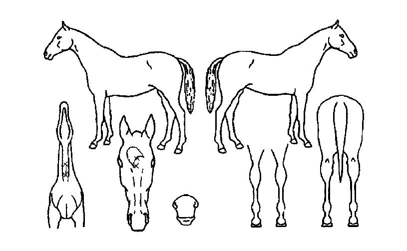 ����ġŷ�� ����,���,�޸�,�λ�,�ٸ��� Ư¡����