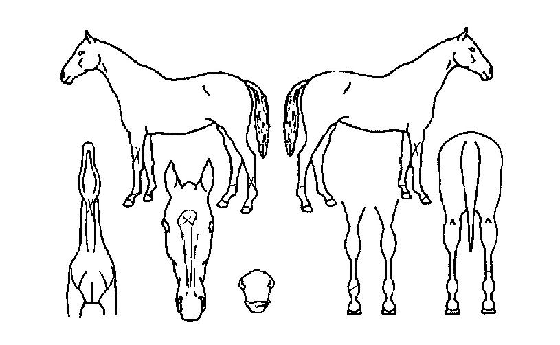 ¿À´ë¹ÚÀÇ Ãø¸é,¿ì¸é,µÞ¸é,µÎ»ó,´Ù¸®ÀÇ Æ¯Â¡µµÇØ