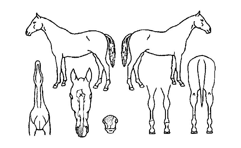 �鸸������ ����,���,�޸�,�λ�,�ٸ��� Ư¡����