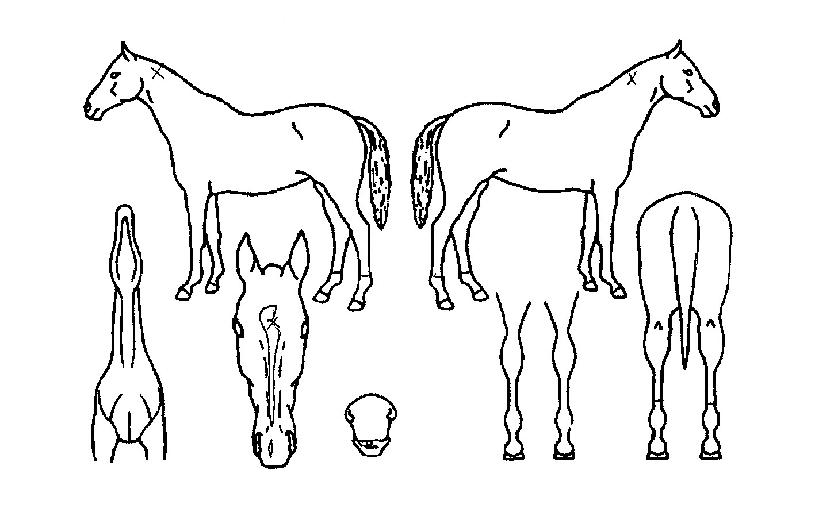 ·ÎÁîÄýÀÇ Ãø¸é,¿ì¸é,µÞ¸é,µÎ»ó,´Ù¸®ÀÇ Æ¯Â¡µµÇØ