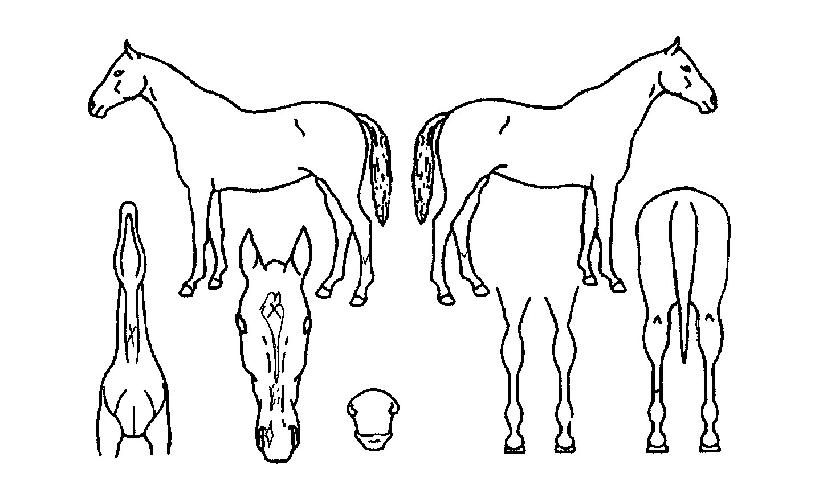 ���������� ����,���,�޸�,�λ�,�ٸ��� Ư¡����