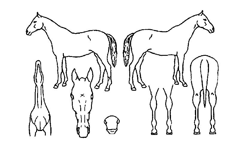 �̽��ڸ����� ����,���,�޸�,�λ�,�ٸ��� Ư¡����