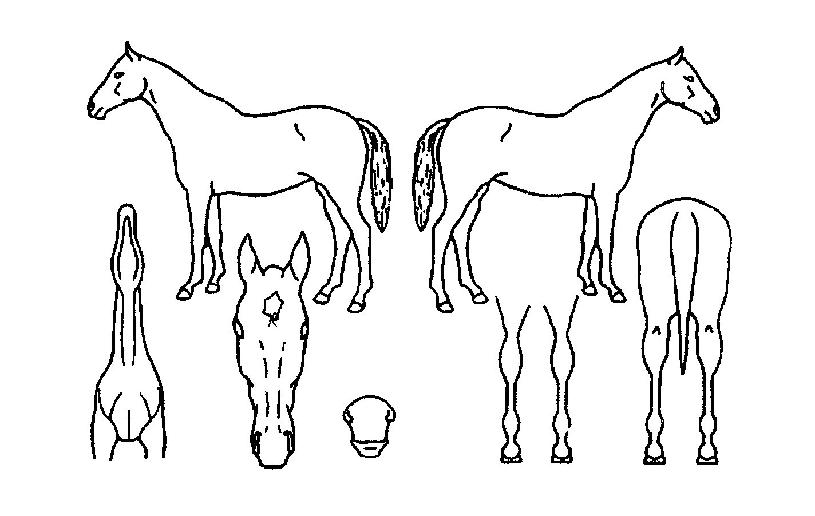 ���׿����� ����,���,�޸�,�λ�,�ٸ��� Ư¡����