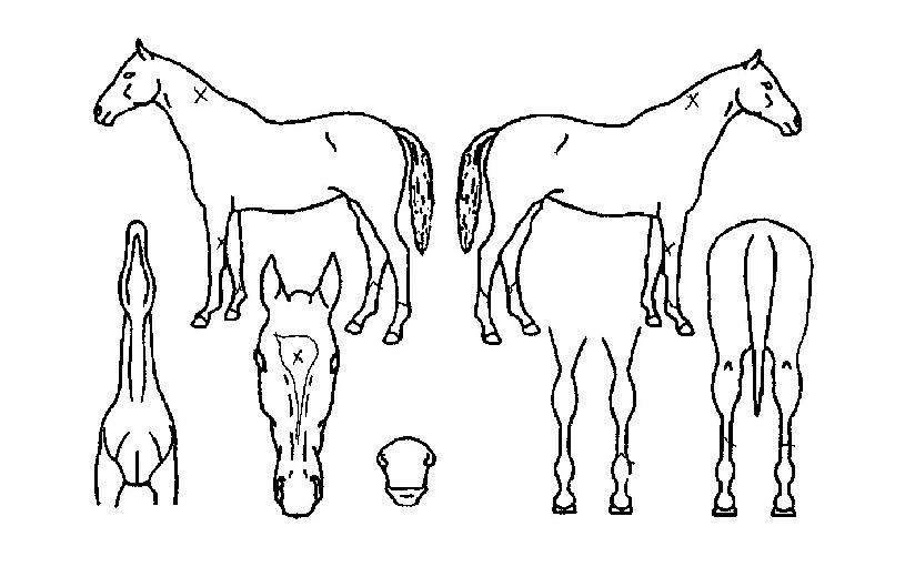 ¿ÀÇǵ¥ÀÌÀÇ Ãø¸é,¿ì¸é,µÞ¸é,µÎ»ó,´Ù¸®ÀÇ Æ¯Â¡µµÇØ