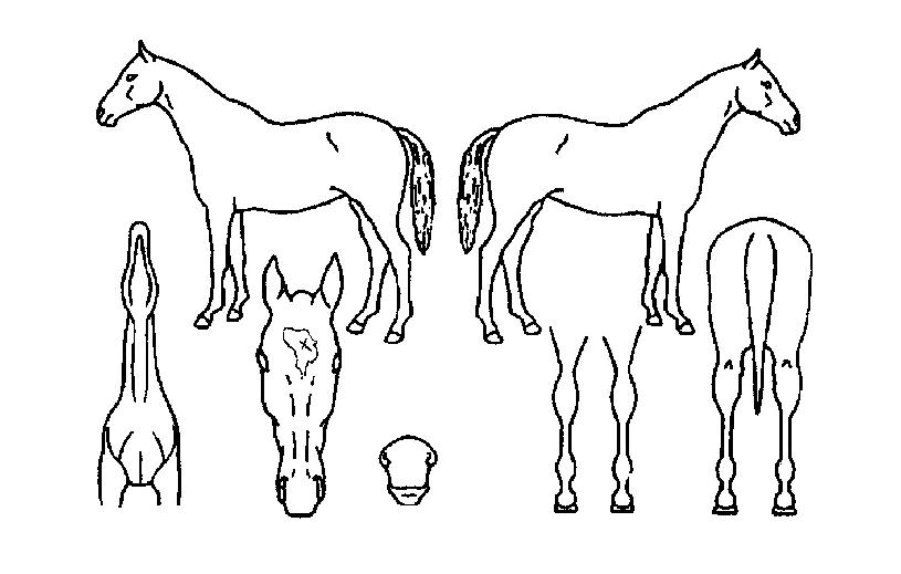 ±ÂÆÄ¿öÀÇ Ãø¸é,¿ì¸é,µÞ¸é,µÎ»ó,´Ù¸®ÀÇ Æ¯Â¡µµÇØ