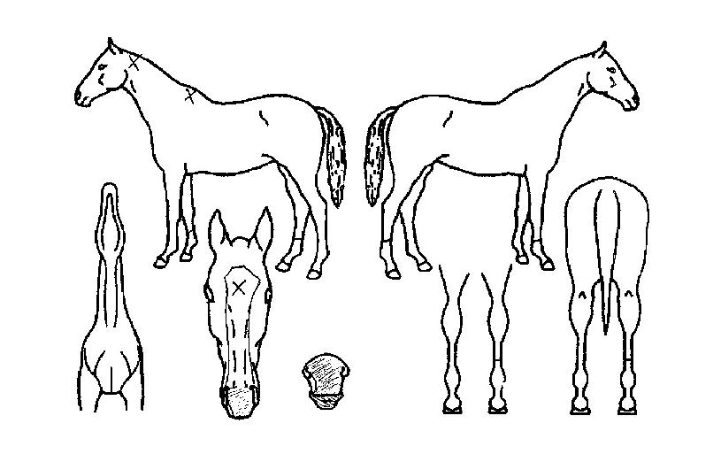 ½Å»çÀÇÁúÁÖÀÇ Ãø¸é,¿ì¸é,µÞ¸é,µÎ»ó,´Ù¸®ÀÇ Æ¯Â¡µµÇØ