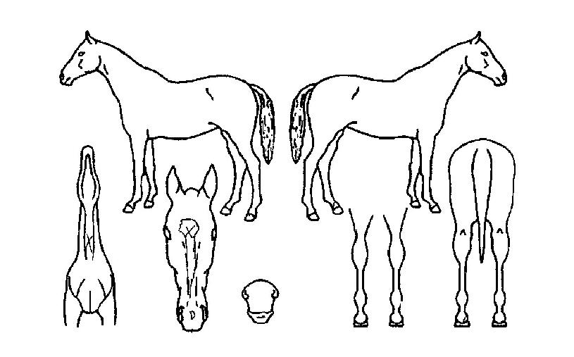 ÅëÄè½ÂÀÇ Ãø¸é,¿ì¸é,µÞ¸é,µÎ»ó,´Ù¸®ÀÇ Æ¯Â¡µµÇØ