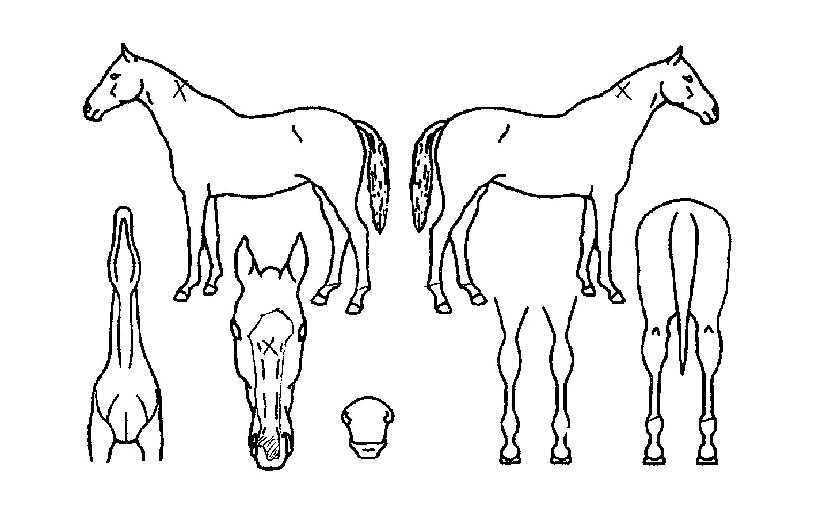 ´õ½ºÆ¼ÁîÆªÀÚ¸¶ÀÇ Ãø¸é,¿ì¸é,µÞ¸é,µÎ»ó,´Ù¸®ÀÇ Æ¯Â¡µµÇØ