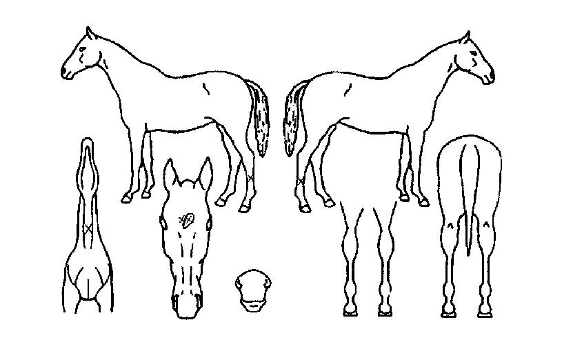 ��尶������ ����,���,�޸�,�λ�,�ٸ��� Ư¡����