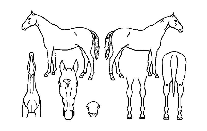 ¼Ò¸ð°¶·¯ÆÛÀÇ Ãø¸é,¿ì¸é,µÞ¸é,µÎ»ó,´Ù¸®ÀÇ Æ¯Â¡µµÇØ