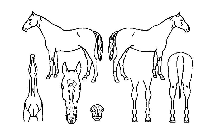 ±¤ÆøÁúÁÖÀÇ Ãø¸é,¿ì¸é,µÞ¸é,µÎ»ó,´Ù¸®ÀÇ Æ¯Â¡µµÇØ