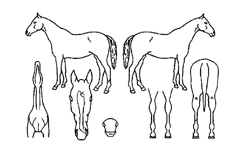 ���̰��� ����,���,�޸�,�λ�,�ٸ��� Ư¡����