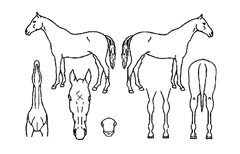 ÃÖ»óź»ýÀÇ Ãø¸é,¿ì¸é,µÞ¸é,µÎ»ó,´Ù¸®ÀÇ Æ¯Â¡µµÇØ