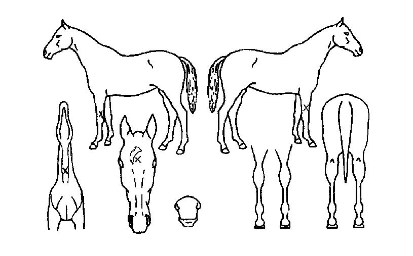 ´ëÈ£¿©À屺ÀÇ Ãø¸é,¿ì¸é,µÞ¸é,µÎ»ó,´Ù¸®ÀÇ Æ¯Â¡µµÇØ