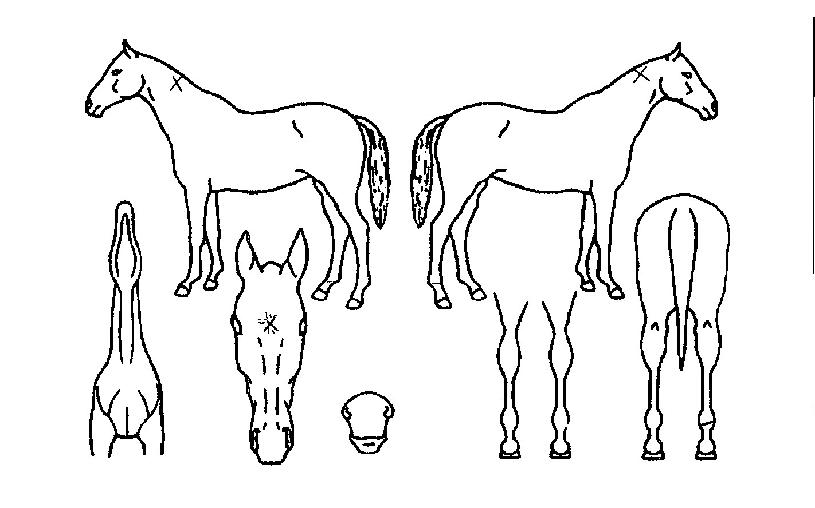 �Ϻ������� ����,���,�޸�,�λ�,�ٸ��� Ư¡����