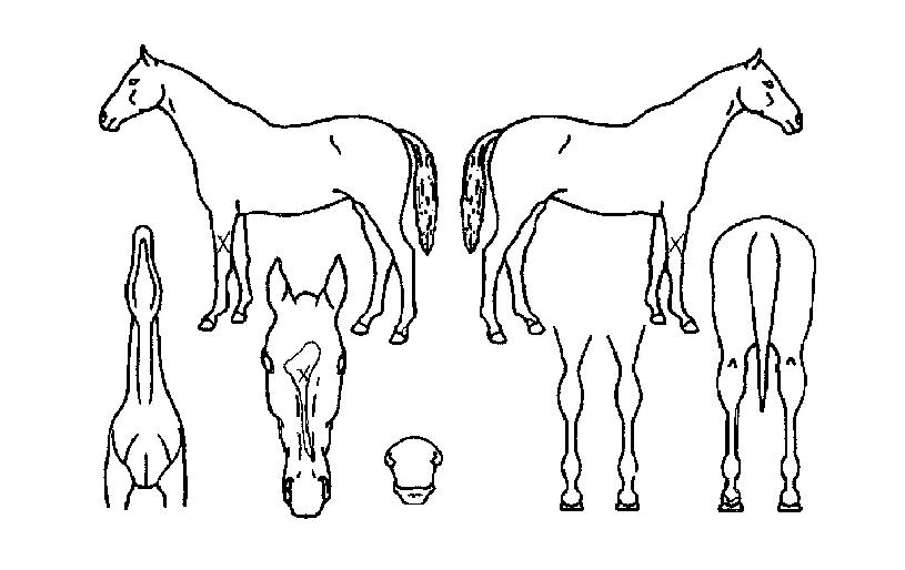 °í¼ÓÁúÁÖÀÇ Ãø¸é,¿ì¸é,µÞ¸é,µÎ»ó,´Ù¸®ÀÇ Æ¯Â¡µµÇØ