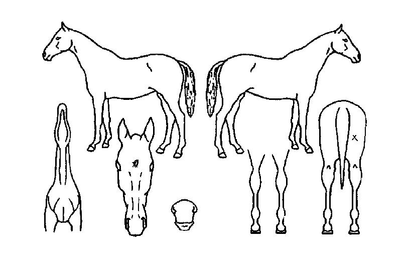 ����Ʈ�̱��� ����,���,�޸�,�λ�,�ٸ��� Ư¡����