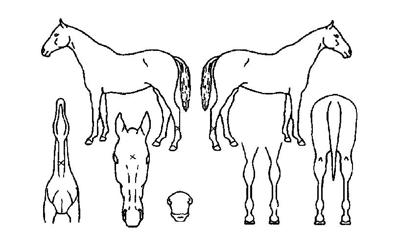 �´���� ����,���,�޸�,�λ�,�ٸ��� Ư¡����