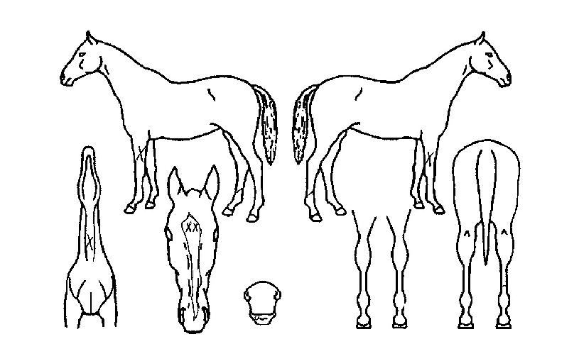 ¾î°Å½ºÆ®·¯½¬ÀÇ Ãø¸é,¿ì¸é,µÞ¸é,µÎ»ó,´Ù¸®ÀÇ Æ¯Â¡µµÇØ