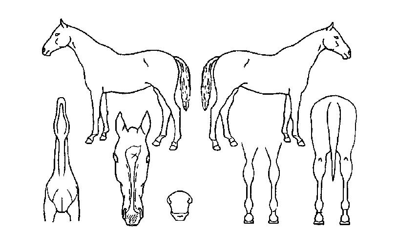 ÆÄÀ̺êºòÅͽºÀÇ Ãø¸é,¿ì¸é,µÞ¸é,µÎ»ó,´Ù¸®ÀÇ Æ¯Â¡µµÇØ