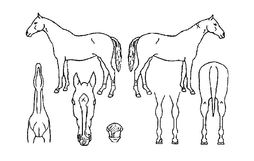 ±Ý°Á¦±¹ÀÇ Ãø¸é,¿ì¸é,µÞ¸é,µÎ»ó,´Ù¸®ÀÇ Æ¯Â¡µµÇØ