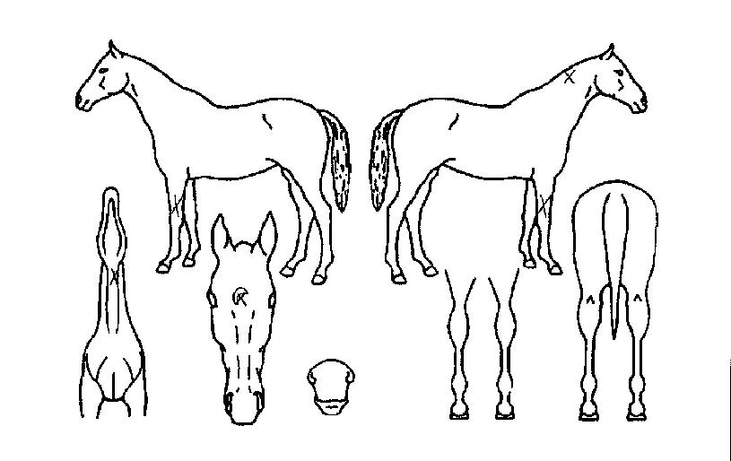 µà¾ÙÆøÇ³ÀÇ Ãø¸é,¿ì¸é,µÞ¸é,µÎ»ó,´Ù¸®ÀÇ Æ¯Â¡µµÇØ