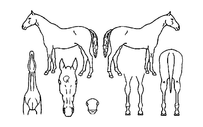 Ž��ǳ�� ����,���,�޸�,�λ�,�ٸ��� Ư¡����