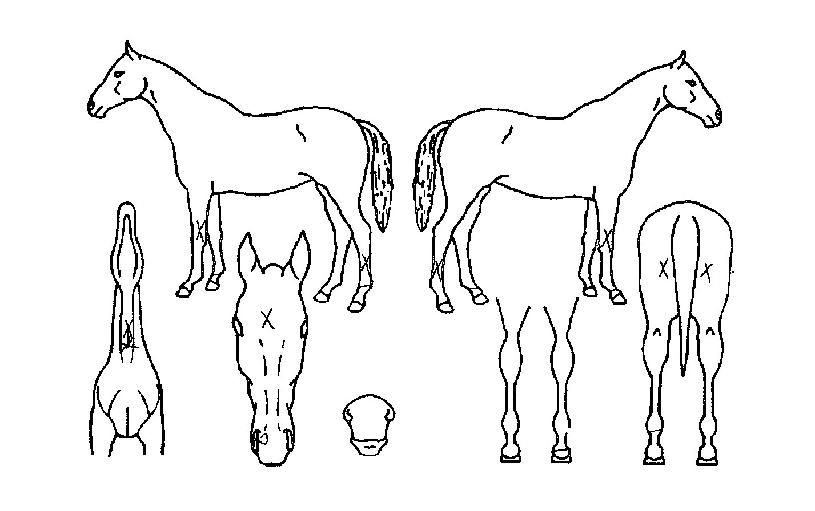 ¸àÅäÀÚ¸¶ÀÇ Ãø¸é,¿ì¸é,µÞ¸é,µÎ»ó,´Ù¸®ÀÇ Æ¯Â¡µµÇØ